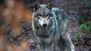 Wolves is not endorsed by or affiliated with microsoft. Wolves Return To Netherlands After 140 Years Bbc News