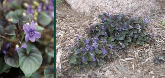 Image result for Landolphia violacea