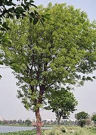 West indian mahogany fruits on tree everglades national. Swietenia Mahagoni Wikipedia