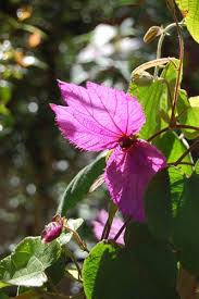 Image result for Dalechampia capensis