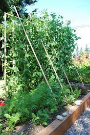 How to grow snap peas in a garden. How To Grow Peas Seattle S Favorite Garden Store Since 1924 Swansons Nursery