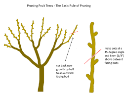 It will help with fruityields, reduce transplant shock, increase air flow, disease reduction,and keeping the over. How To Prune A Fruit Tree Step By Step Deep Green Permaculture
