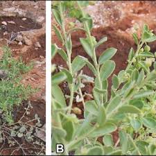 Image result for Phyllanthus polyspermus