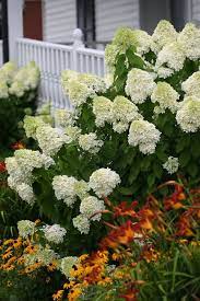 The 16 Best Hydrangeas Based On Your Climate And Garden Hydrangea Varieties Hardy Hydrangea Panicle Hydrangea