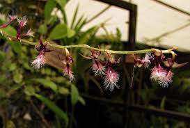 Image result for Bulbophyllum saltatorium