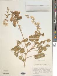 Image result for Crotalaria kirkii