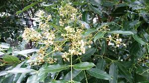 Image result for Khaya