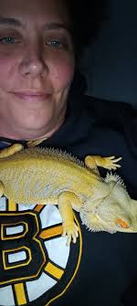 Bearded dragon vet check up and nail clipping