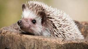 For 25 years exotic animal world has rescued, rehabilitated and given a home to abandoned exotic pets. 5 Exotic Small Size Pets For Kids Tail And Fur