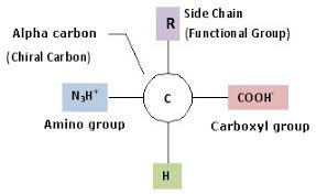 amino acids structure advantages properties classification