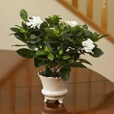 If you'd like to include some fragrance in your garden. 15 Best Fragrant Houseplants In India India Gardening