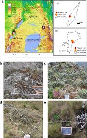 Image result for Agrostis quinqueseta
