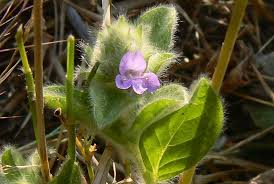 Image result for Nelsonia canescens