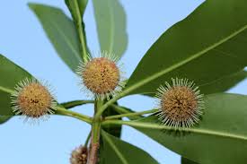 Image result for Breonadia