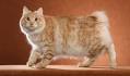 Kurilian Bobtail Cat Breed Pictures, Characteristics, & Facts