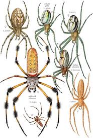 Spiders found in new york include 50 unique species from confirmed sightings by contributing members of spider id. Painting Colleg On Twitter Animal Planet Spider Identification Marvel Artwork
