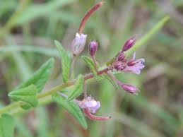 Image result for Cleome monophylla