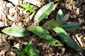 Image result for Oeceoclades maculata × quadriloba