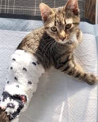 Hi there, today we are going to help you with animal safe. Meet Pj The Adorable And Active Kitten With Paralysis And Incontinence Who Is Searching For Her Forever Home Meow As Fluff