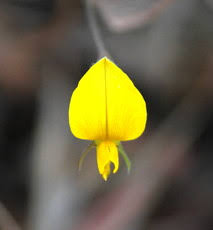 Image result for Crotalaria calycina
