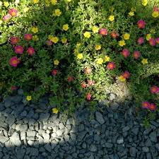 Ada satu tips saat menanam. Bunga Pukul 9 Gambar Bunga Bunga Menanam Bunga