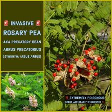 Image result for Abrus fruticulosus