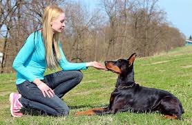Doberman as a family dog