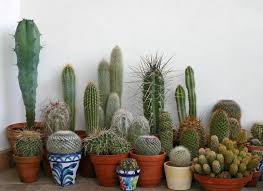 Yo recomendaría riego una o dos veces por todos los cactus pertenecen a una sola familia; Cuidados De Los Cactus En Interior Jardineria On
