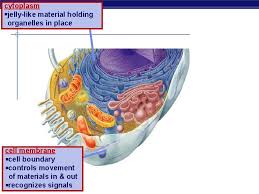 Maybe you would like to learn more about one of these? Cells Cell Organelles The Building Blocks Of Life