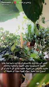 Pin By Seham Huassin On Garden Plants حدائق Plants Indoor Plants Garden Projects