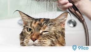 Maybe you would like to learn more about one of these? 7 Cara Memandikan Kucing Yang Benar Tanpa Berontak