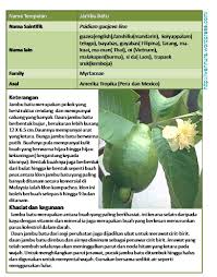 Lihat ide lainnya tentang buah, kebun, taman buah. Jambu Batu Wannura