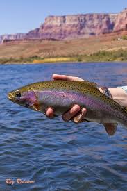 Beautiful Rainbow Trout Caught Fly Fishing On Colorado River In 2020 Fly Fishing Fish Pictures