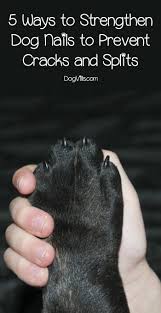 dog nails to prevent s and splits