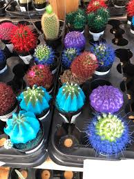 Canvas painting is a cheap leisure activity that can be very. Some Horrible Company Spray Painted These Cacti And Called Them Kosmik Cacti Succulents