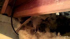 Bedbugs, spiders, mice, rats, and ants can all make your skin crawl and create problems for your household. Seattle Pest Control Gets Rid Of Rats In A Crawlspace 425 495 1903 Getting Rid Of Rats Rat Exterminator Rats