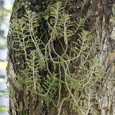 Image result for Pilea sublucens