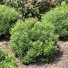 Boxwood shrubs are plants accent. Ilex Gem Box Buy Inkberry Holly Shrubs Online