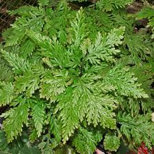 Image result for Selaginella eublepharis