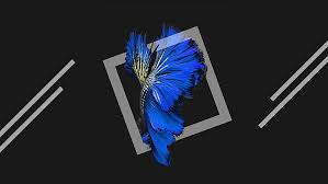 We hope you enjoy our growing collection of hd images to use as a background or home screen for please contact us if you want to publish a black and blue abstract wallpaper on our site. Phone Blue And Black Wallpaper 4k Get Images