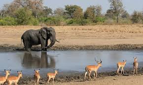 The park covers 19,500 km² and is divided in 14 different ecozones, each supporting different wildlife. Kruger National Park 2021 Best Of Kruger National Park South Africa Tourism Tripadvisor
