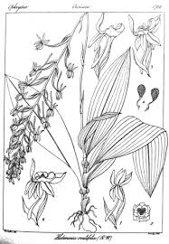 Image result for Habenaria peristyloides