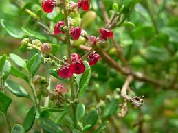 Image result for Rhagodia