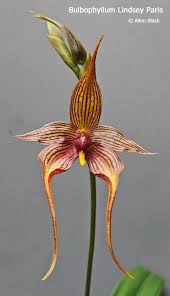 Image result for Bulbophyllum schinzianum