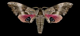 One Eyed Sphinx Smerinthus Cerisyi Mer Bleue Ontario C Jim Des Rivieres Moth Moth Species Moth Caterpillar