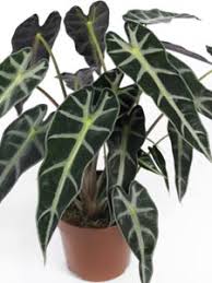 Voir la sélection de fleurs. Les Plantes D Appartement Nos Fiches Conseil Fiches Pratiques