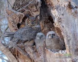 Sg15 23899 New Jersey Photography Owl Photography Great Horned Owl Owl Photos