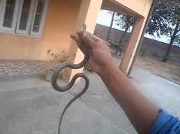 Snake Of Punjab Youtube