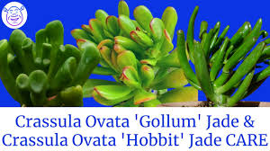 Nearly any nursery sells it, and it's often added to assortments or used as a giveaway plant. Crassula Ovata Gollum Jade Vs Crassula Ovata Hobbit Care Propagation Moody Blooms Youtube