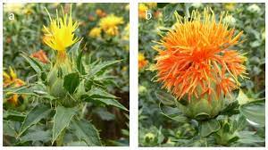 Agronomy Free Full Text Modifying The Cropgro Safflower Model To Simulate Growth Seed And Floret Yield Under Field Conditions In Southwestern Germany Html